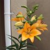 Public domain via https://www.burningwell.org/gallery2/main.php?g2_view=dynamicalbum.UpdatesAlbum&g2_itemId=25895 Orange Iris