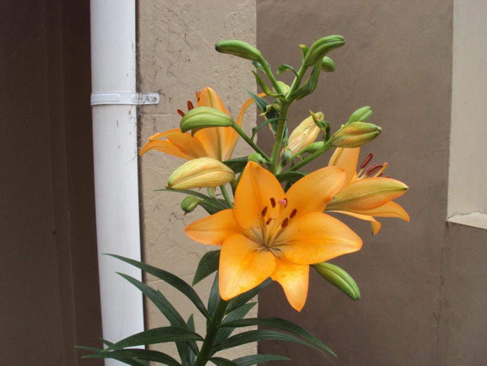 Public domain via https://www.burningwell.org/gallery2/main.php?g2_view=dynamicalbum.UpdatesAlbum&g2_itemId=25895 Orange Iris